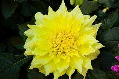 《宣誓》总监谈为何缺乏浪漫：这是一个海量的工作